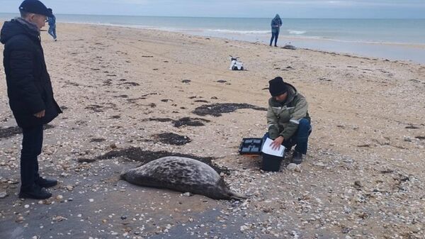 Более 100 мертвых тюленей обнаружено на побережье Каспия - Sputnik Казахстан