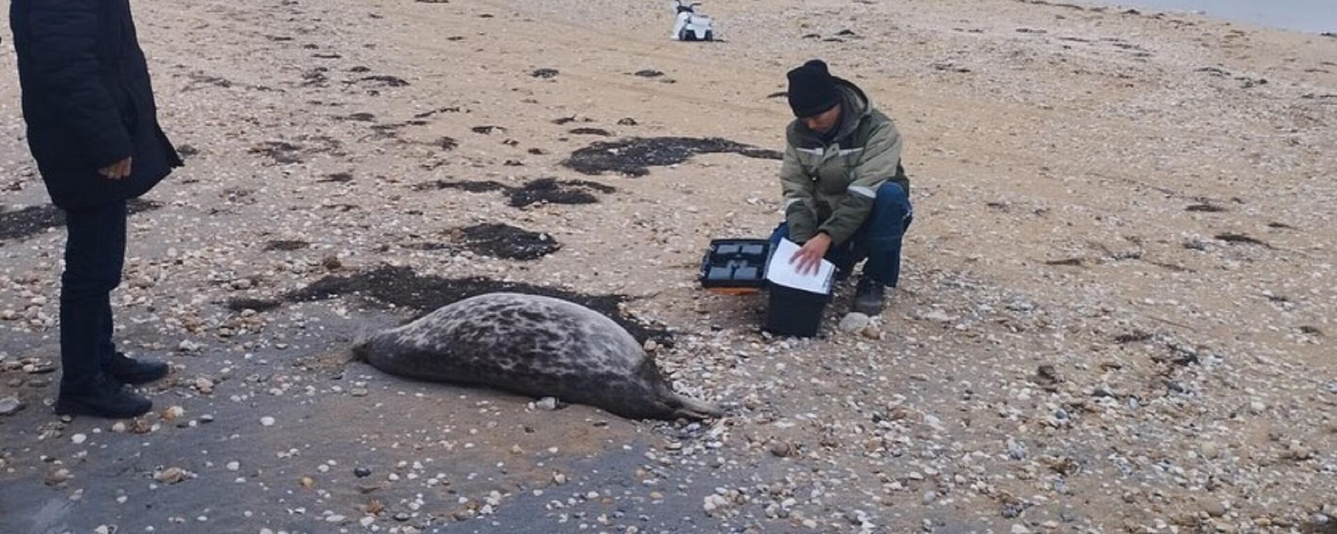 Более 100 мертвых тюленей обнаружено на побережье Каспия - Sputnik Қазақстан, 1920, 16.05.2023