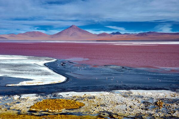 Почти все розовые озера мира соленее океана. На фото: минеральное озеро Лагуна-Колорадо в Боливии, цвет которого обусловлен осадочными породами, а также пигментацией водорослей. - Sputnik Казахстан