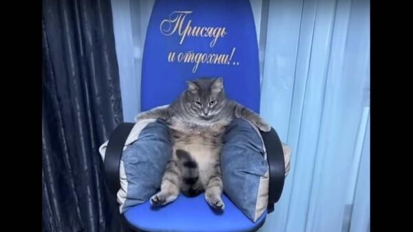 Кот сидит как босс в игровом кресле - видео - Sputnik Казахстан