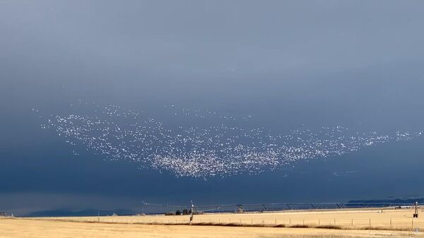 Снежные гуси мигрируют над Монтаной - видео - Sputnik Казахстан