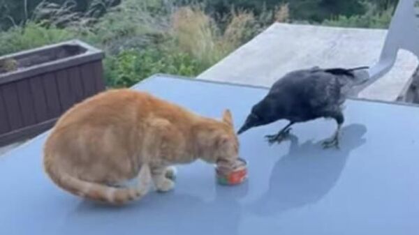 Ворона и кот не поделили завтрак - забавное видео - Sputnik Қазақстан