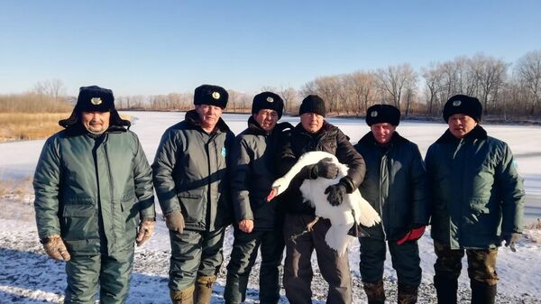 Лебедя спасли павлодарские лесники - Sputnik Казахстан