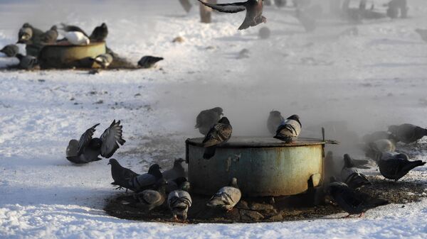 Голуби греются на коммунальных люках теплосетей, архивное фото - Sputnik Казахстан