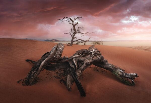 Снимок &quot;Старое дерево&quot; испанского фотографа Хосе Д. Рикельме. Намибия, Африка. - Sputnik Казахстан