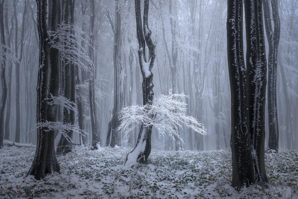 &quot;Ледяные деревья&quot; китайского фотографа Тони Ванга заняли второе место. - Sputnik Казахстан
