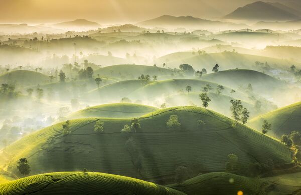 Фото &quot;Чайная гора&quot; вьетнамского фотографа Хуан Ву Трунга. - Sputnik Казахстан
