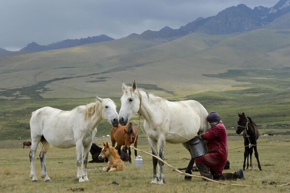 Поход в горы - это возможность научиться радоваться простым вещам. На фото: женщина доит  белую лошадь на пастбище в долине Суусамыр в горах Тянь-Шаня, Кыргызстан. - Sputnik Казахстан