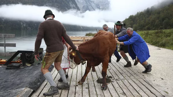 Баварские фермеры возвращают свой скот с летних пастбищ через озеро Кенигсзее близ Берхтесгадена, Германия - Sputnik Казахстан