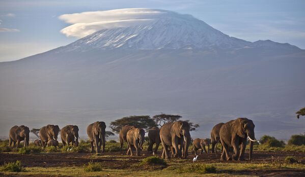 Горы - это преодоление, себя и трудностей на непростом скалистом пути. На фото: стадо слонов гуляет в лучах рассвета на фоне горы Килиманджаро в Танзании. - Sputnik Казахстан