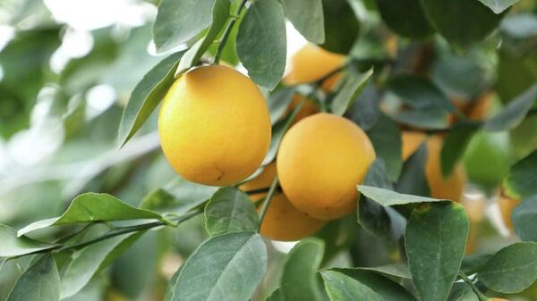 Садоводы Сарыагашского района собирают лимоны - Sputnik Казахстан
