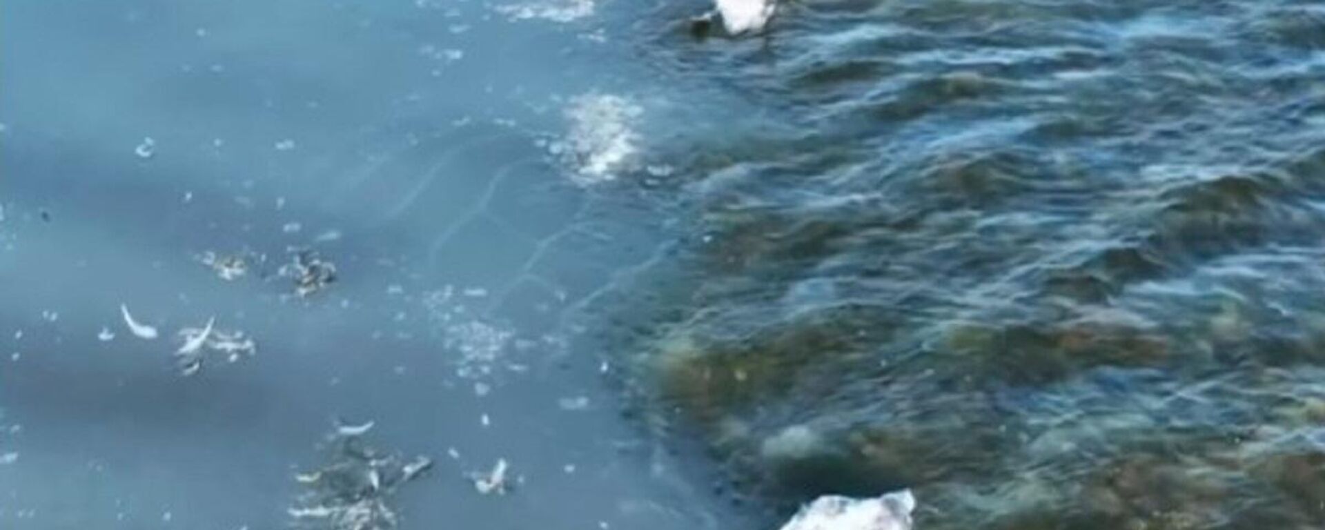 Мертвых лебедей обнаружили на озере Караколь - Sputnik Қазақстан, 1920, 19.12.2022