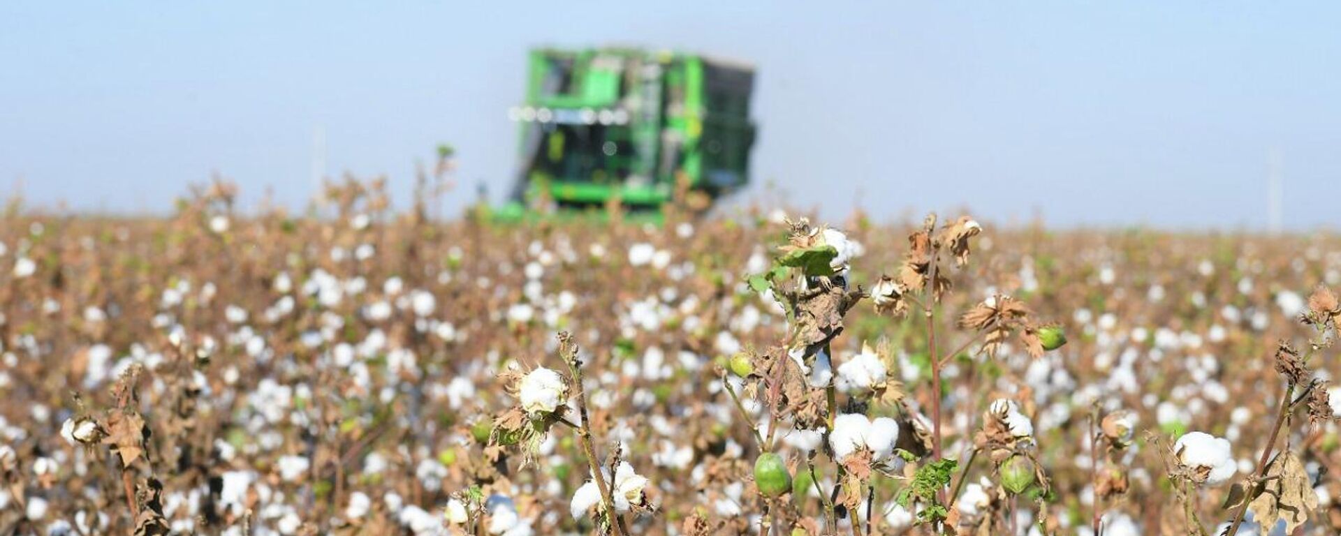 Мақта алқабы - Sputnik Қазақстан, 1920, 12.08.2025