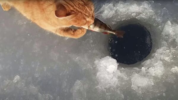 Кошка крадет улов рыбака  - Sputnik Казахстан