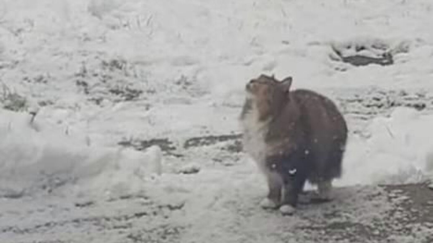 Кот ловит снежинки. Забавное видео