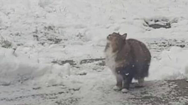 Пушистый кот ловит снежинки - видео - Sputnik Казахстан