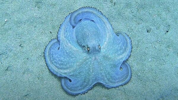 Фантастический синий осьминог на морском дне - гипнотическое видео - Sputnik Қазақстан