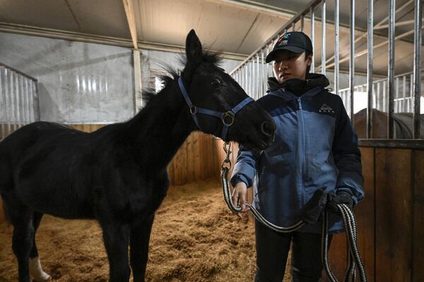Работа по клонированию полукровной лошади началась еще в прошлом году.  - Sputnik Казахстан