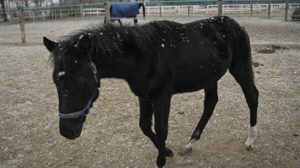 Первый клонированный в Китае конь Чжуан Чжуан, выведенная китайской компанией Sinogene, вместе с дрессировщиком Инь Чуюном в загоне клуба верховой езды Sheerwood в Пекине - Sputnik Казахстан