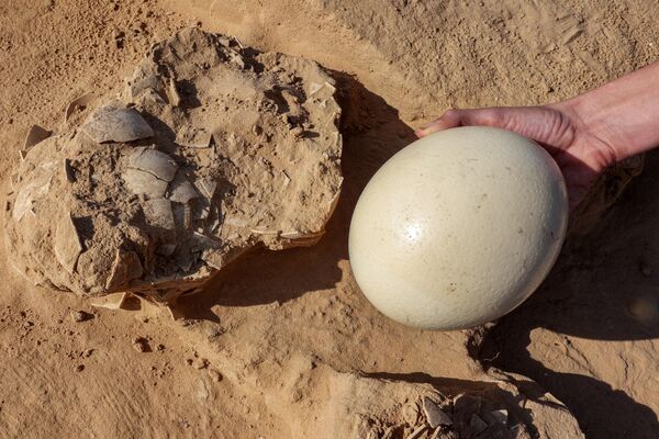 Яйца нашли рядом с ямой для костра на стоянке доисторических кочевников. Одно из яиц лежало прямо в яме. - Sputnik Казахстан