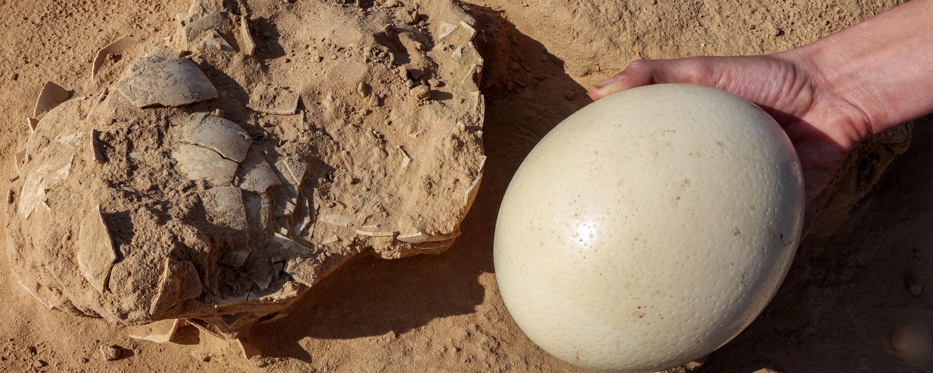 Археолог показывает для сравнения свежее страусиное яйцо рядом с фрагментами яйца, возраст которого превышает 4000 лет - Sputnik Казахстан, 1920, 17.01.2023