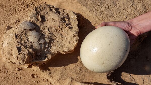 Археолог показывает для сравнения свежее страусиное яйцо рядом с фрагментами яйца, возраст которого превышает 4000 лет - Sputnik Казахстан