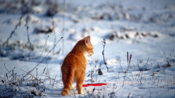 Котенок на снегу, иллюстративное фото - Sputnik Казахстан