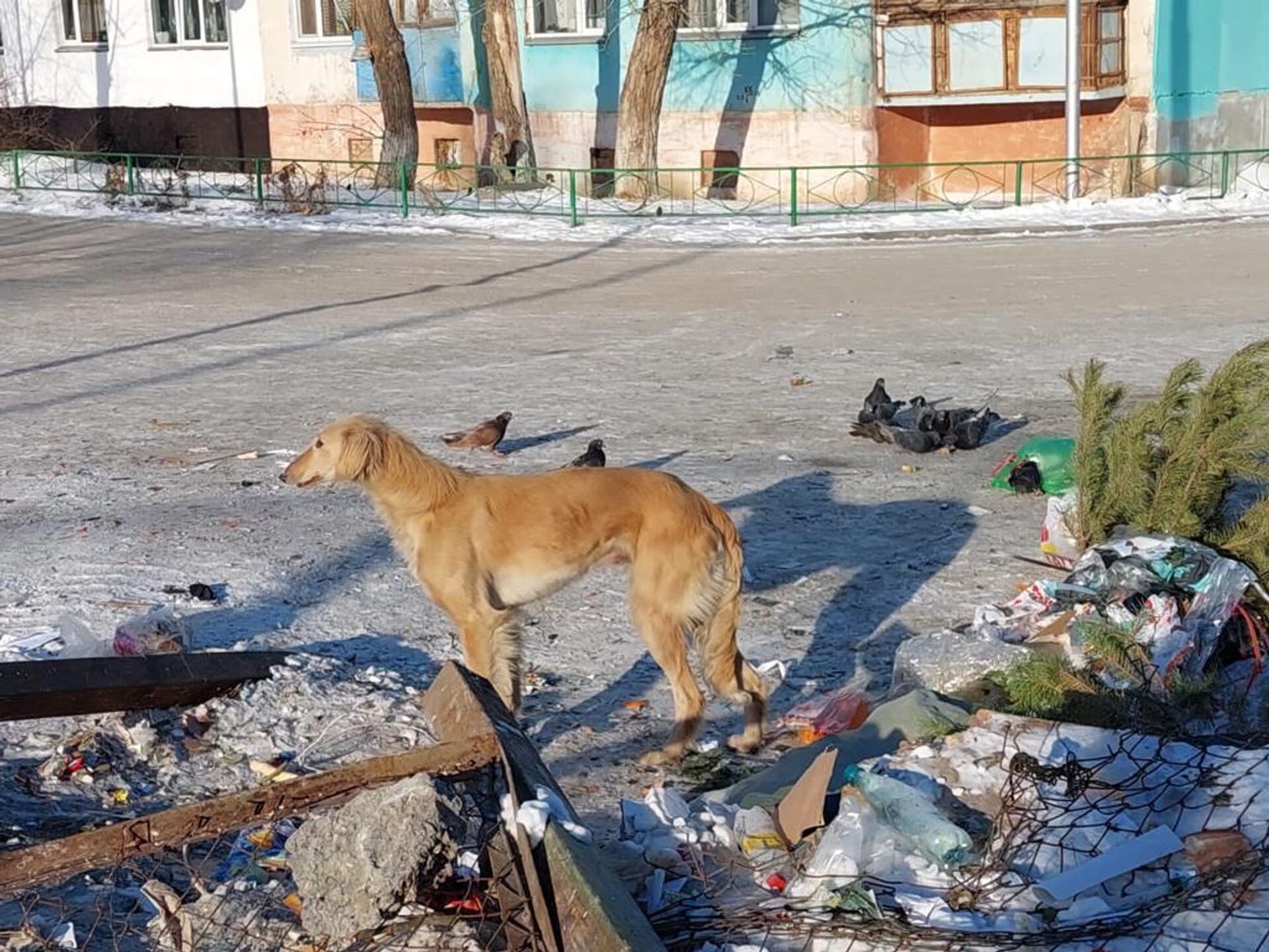 Бродячие собаки держат в страхе жителей Кокшетау - Sputnik Казахстан, 1920, 30.01.2023