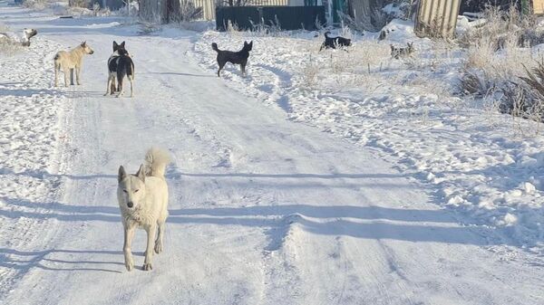 Бродячие собаки держат в страхе жителей Кокшетау - Sputnik Казахстан