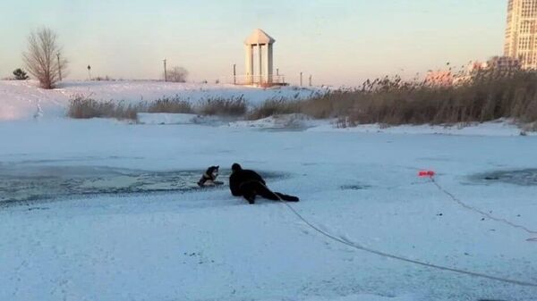 Отважная жительница Астаны кинулась спасать тонувшую собаку и чуть не погибла сама - Sputnik Казахстан