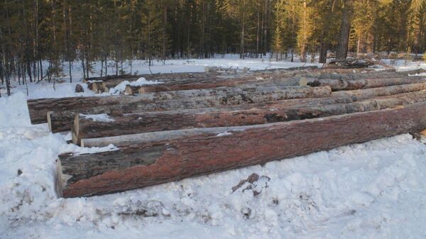 Житель Восточного Казахстана пытался украсть лес в Павлодарской области - Sputnik Казахстан