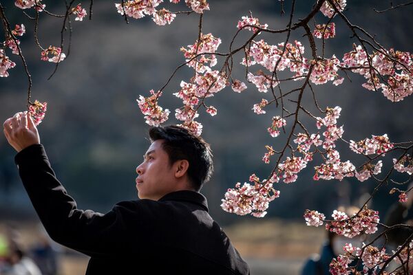 Как правило, цветение вишневых деревьев начинается в Японии в середине марта и длится вплоть до начала мая. Однако в этом году оно началось раньше обычного.  - Sputnik Казахстан