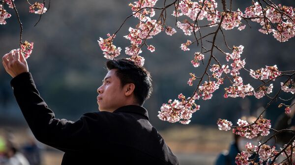 Цветение сакуры в парке Синдзюку-Гёэн в Токио, Япония - Sputnik Казахстан