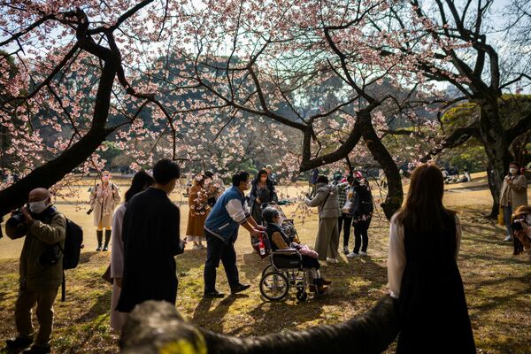 Цветение сакуры - особенное явление, притягивающее и туристов. Они приезжают в Японию в этот период, чтобы полюбоваться этим чудесным зрелищем.  - Sputnik Казахстан