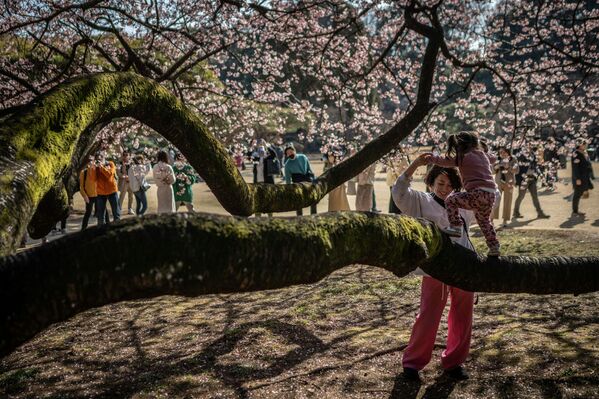 Цветение сакуры - недолгое время в Японии, когда даже объявляются выходные в стране, чтобы люди могли спокойно и не спеша насладиться этим завораживающим зрелищем. - Sputnik Казахстан