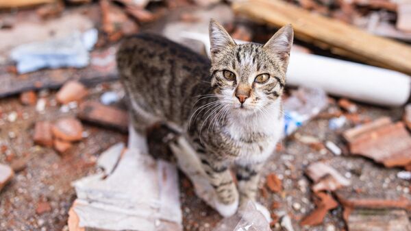 Кошка идет по улице после землетрясения силой 6,4 балла, произошедшего в провинции Хатай на юге Турции - Sputnik Казахстан