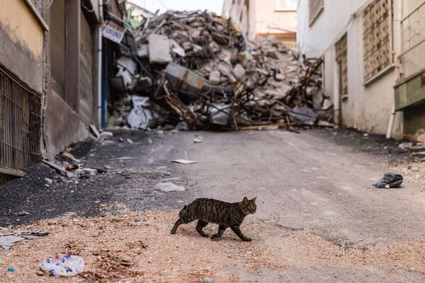 Кошка идет по территории, разрушенной землетрясением в Антакье. - Sputnik Казахстан