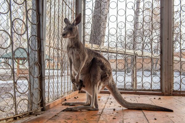 Очередной, пятый по счету малыш появился недавно у пары серых кенгуру Марата и Лауры в Алматинском зоопарке - Sputnik Казахстан