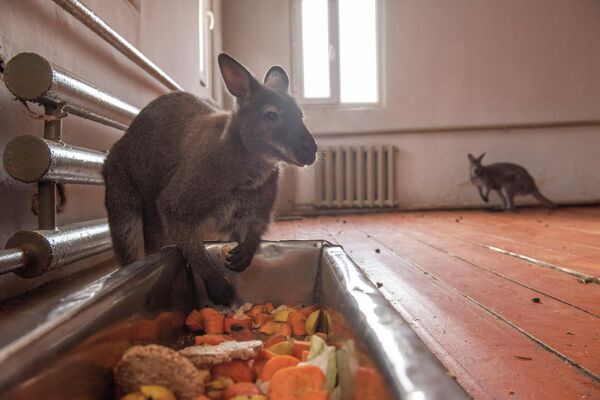 Очередной, пятый по счету малыш появился недавно у пары серых кенгуру Марата и Лауры в Алматинском зоопарке - Sputnik Казахстан