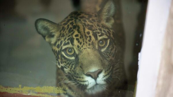 Котята ягуара играми развлекают посетителей Алматинского зоопарка  - Sputnik Казахстан