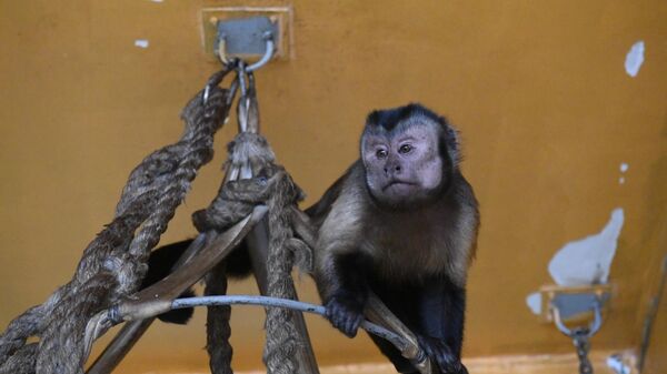 Умнейшие из приматов: бурые капуцины обживаются в Алматинском зоопарке - Sputnik Казахстан