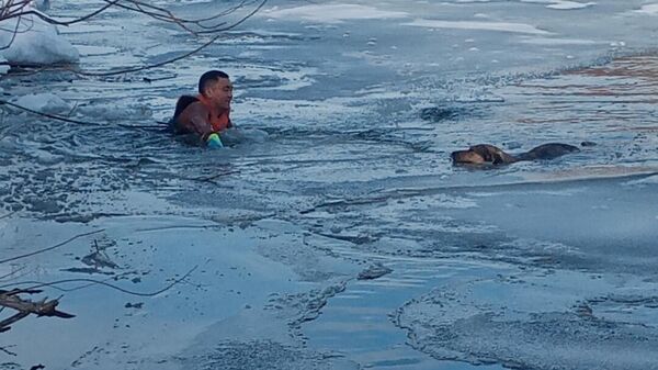 Провалившуюся в полынью собаку вытащили из ледяной воды спасатели в Петропавловске - Sputnik Казахстан