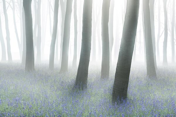 &quot;Мистический лес&quot;.  Автор Филип Селби Бич. На холме Бэдбери в Оксфордшире есть чудесные буковые леса. Каждую весну здесь расцветают поляны колокольчиков. В то утро опустился густой туман, создав сказочную, неземную атмосферу. Было волшебно присутствовать в лесу с камерой в руке. Я был поражен ощущением бесконечности, когда буки устрашающе растворялись в безмолвной, туманной тьме&quot;, - поделился подробностями фотограф. - Sputnik Казахстан