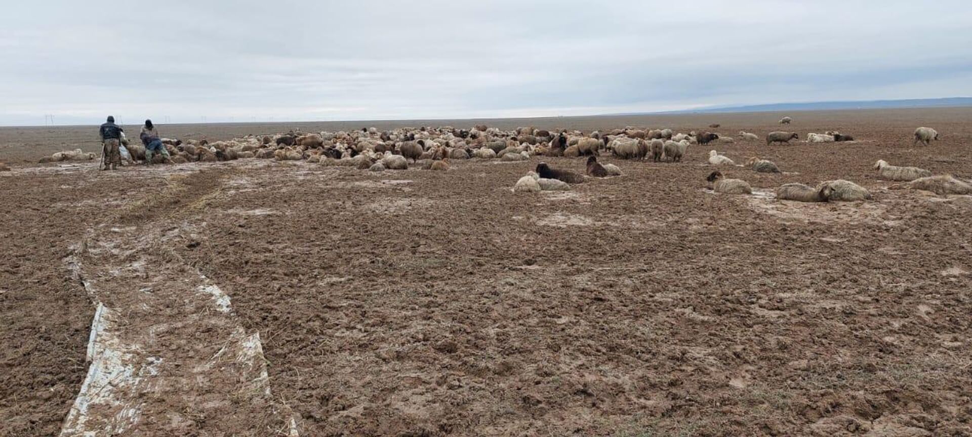 Более двух тысяч овец застряли в грязи в Алматинской области - Sputnik Казахстан, 1920, 19.03.2023