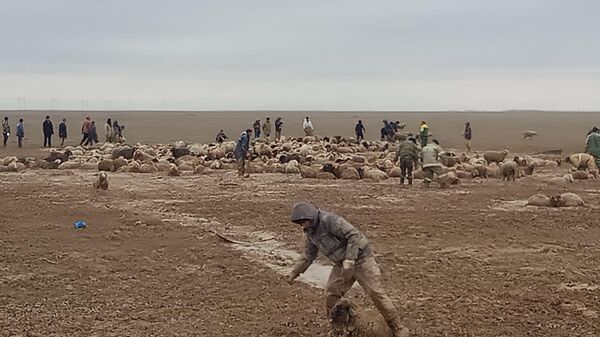 Более двух тысяч овец застряли в грязи в Алматинской области - Sputnik Казахстан