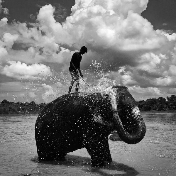 Снимок &quot;Купание слона&quot; фотографа Шуолонга Ма признан лучшим в категории &quot;Черно-белое фото&quot;. - Sputnik Казахстан