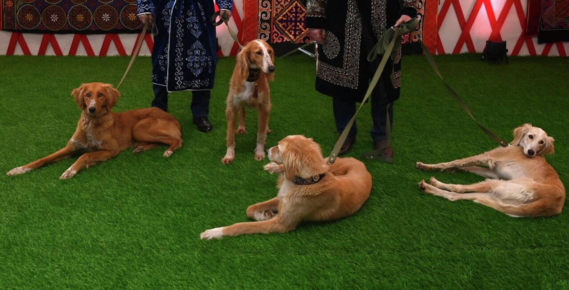 Токаев осмотрел выставку собак породы тазы в Астане - Sputnik Казахстан, 1920, 21.03.2023