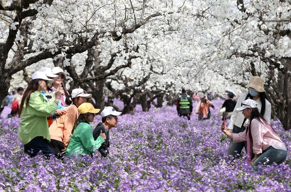 Весна приходит в разное время и в разных странах выглядит по-своему. На фото: цветение груши в Китае. - Sputnik Казахстан