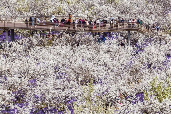 Люди гуляют среди цветущих груш в Суцянь, восточная китайская провинция Цзянсу. - Sputnik Казахстан