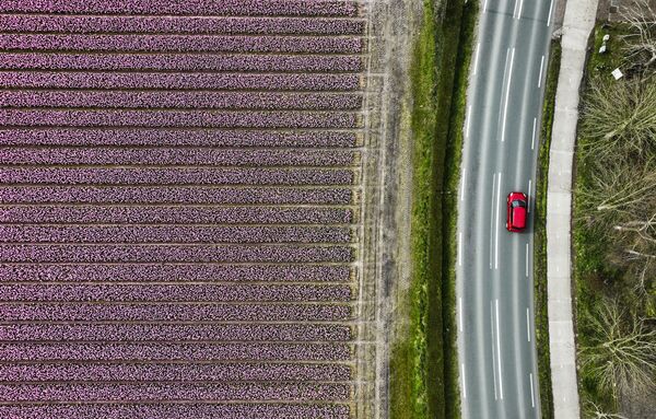 Автомобиль, проезжающий мимо луковичного поля гиацинтов в Лиссе, Нидерланды. - Sputnik Казахстан